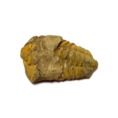 Trilobit - Calymene č.3