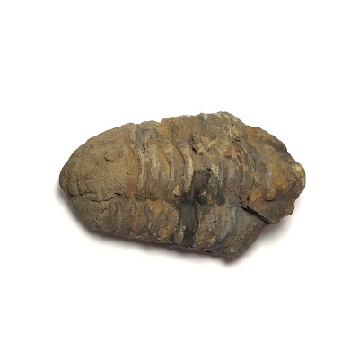 Trilobit - Calymene  č.1
