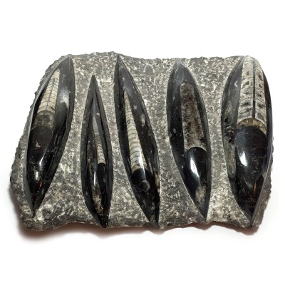 Orthoceras deska
