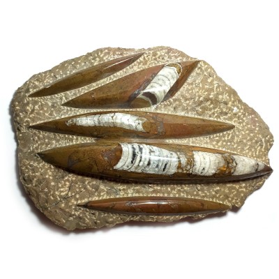 Orthoceras deska