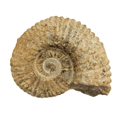 Amonit Manteliceras