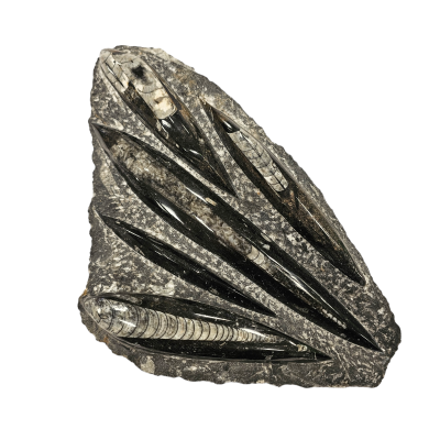 Orthoceras deska