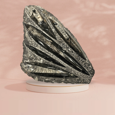 Orthoceras deska